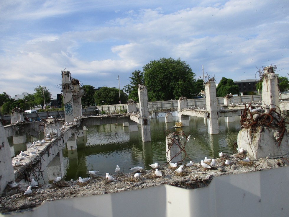 Black-billed gulls nesting in an open space created by the 2011 Christchurch earthquake.