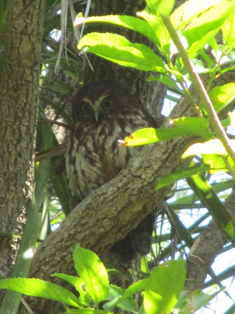 Morepork New Zealand Owl