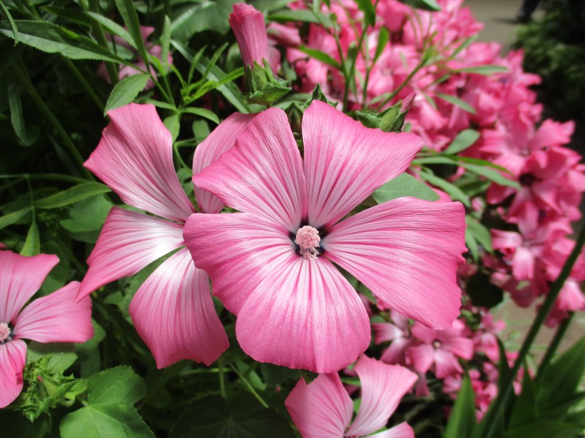 Flower at Auckland's Winter Garden