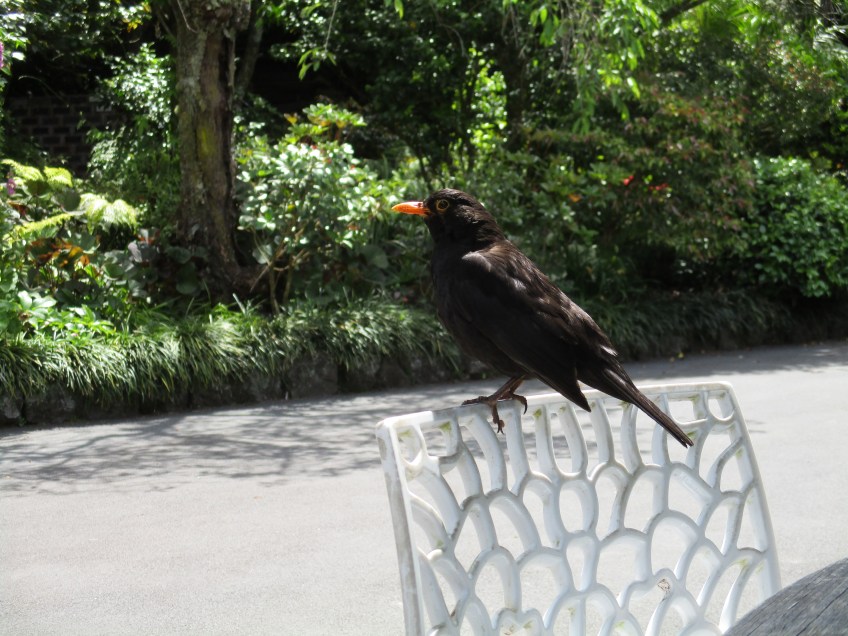 One of the birds that snacked with us at Eden Garden