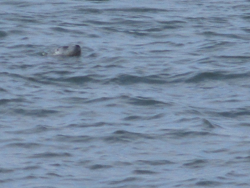 Sea Lion in Lincoln City on the Oregon coast