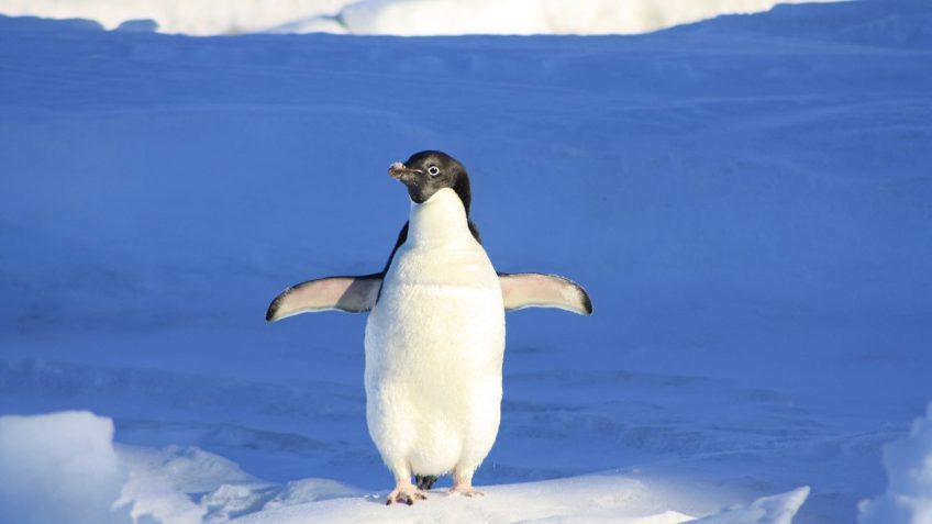 Penguin on an ice floe