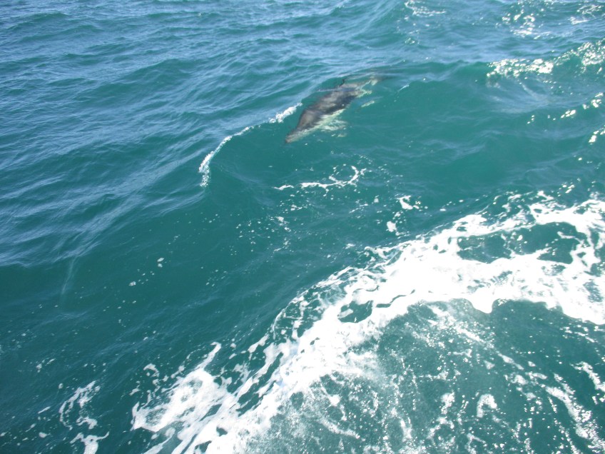 Dusky Dolphin in the water