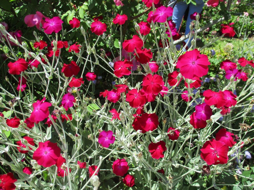 Red flowers at Parnell Rose Garden