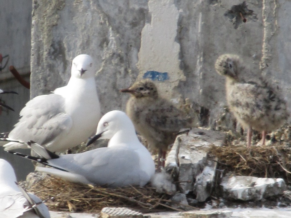 Black billed gulls and chicks