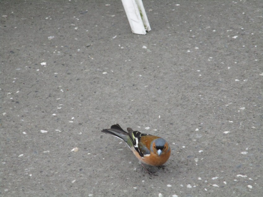 Chaffinch