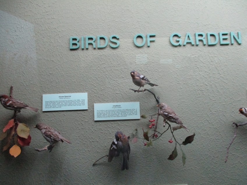 New Zealand birds of the garden