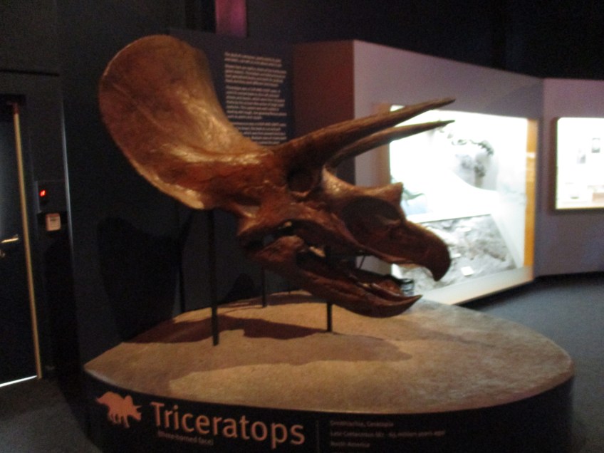 Triceratops skull