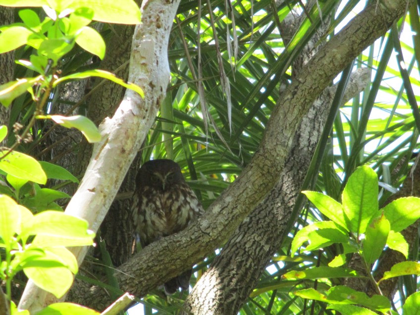 Morepork at Tiritiri Matangi Island