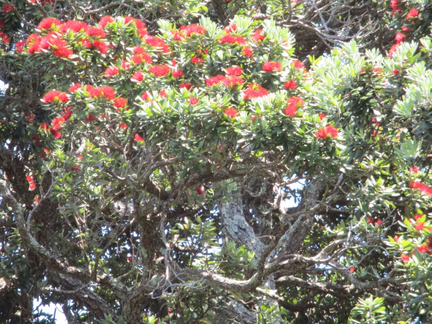 The New Zealand Christmas Tree