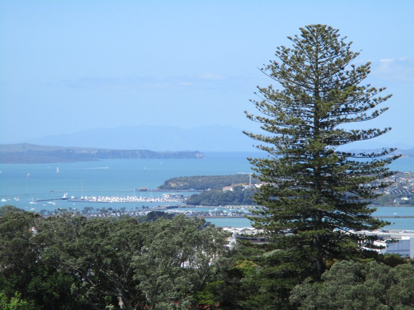 A tree from Mount Eden in Auckland